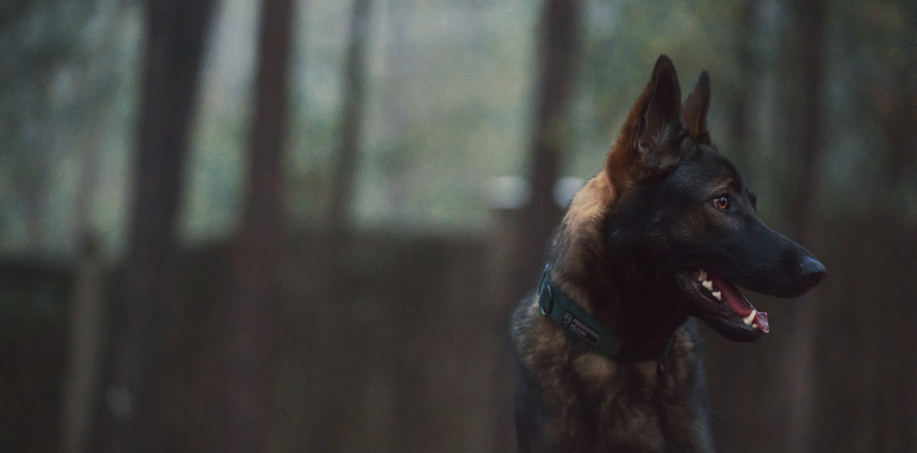 Portrait of German Shepherd Dog